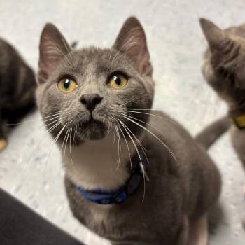 Koopa -  Domestic Short Hair Cat for Adoption in Hopewell, Virginia - Koopa | PetCurious