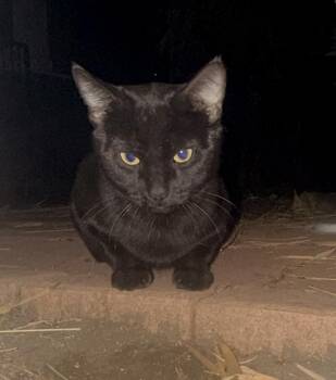 Henry -  Bombay Cat for Adoption - Henry | PetCurious