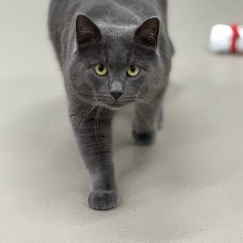 Rescue Domestic Short Hair Cats for Adoption in Redwood Falls, Minnesota - Rocky | PetCurious