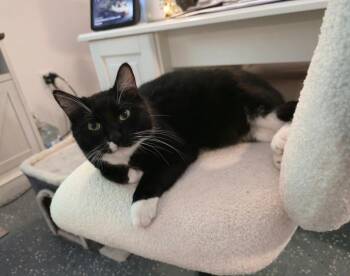 Domestic Short Hair Cats Available for Adoption in Miami, Oklahoma - Rico Suave | PetCurious