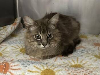 CLOUD -  Domestic Medium Hair Cat for Adoption in Mckinleyville, California - CLOUD | PetCurious