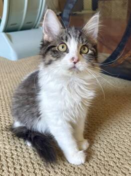Domestic Medium Hair Cats Available for Adoption - Dusky Shark | PetCurious