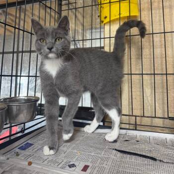 Gumball -  Domestic Short Hair Cat for Adoption in New York, New York - Gumball | PetCurious