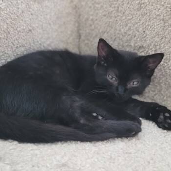 Rescue Domestic Short Hair Cats for Adoption in Reisterstown, Maryland - Bunny (Bonded To Bugs) | PetCurious