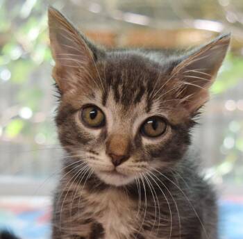 Platinum -  Domestic Short Hair Cat for Adoption in Bulverde, Texas - Platinum | PetCurious
