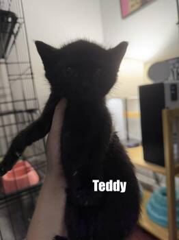 American Shorthair Cats Available for Adoption in Paulina, Louisiana - Teddy | PetCurious