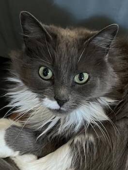 Valencia -  Domestic Long Hair Cat for Adoption in Connelly Springs, North Carolina - Valencia | PetCurious