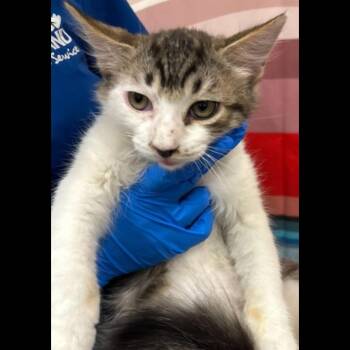 Elvis -  Domestic Short Hair Cat for Adoption in Midland, Texas - Elvis | PetCurious