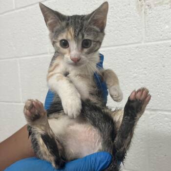Tempura -  Domestic Short Hair Cat for Adoption in Edinburg, Texas - Tempura | PetCurious