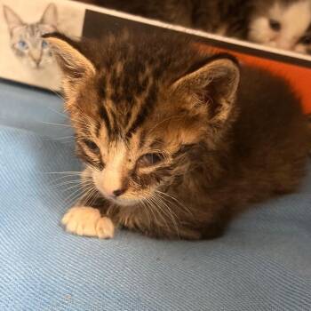 Northern Fur Seal 12 -  Domestic Medium Hair Cat for Adoption in Austin, Texas - Northern Fur Seal 12 | PetCurious