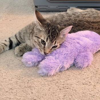 Cordelia (Kani) -  Domestic Short Hair Cat for Adoption in Cumming, Georgia - Cordelia (Kani) | PetCurious