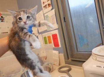 Domestic Short Hair Cats Available for Adoption in San Jose, California - A1407136 | PetCurious