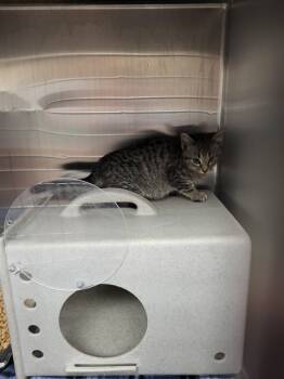 Rescue Domestic Short Hair Cats for Adoption in Casper, Wyoming - CLEO | PetCurious