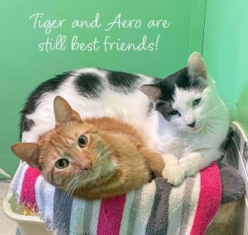 Tiger -  Domestic Short Hair Cat for Adoption in Flint Hill, Virginia - Tiger | PetCurious