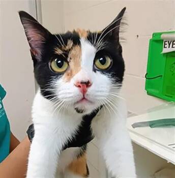 Apple Cider -  Domestic Short Hair Cat for Adoption in Nashville, Tennessee - Apple Cider | PetCurious