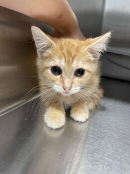 Dustin -  Domestic Short Hair Cat for Adoption in Lafayette, Indiana - Dustin | PetCurious