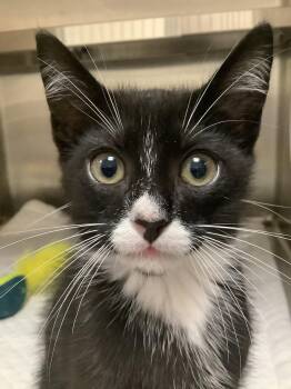 Armani -  Domestic Short Hair Cat for Adoption in Laplace, Louisiana - Armani | PetCurious