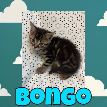 Domestic Medium Hair Cats Available for Adoption in Royse City, Texas - Bongo | PetCurious