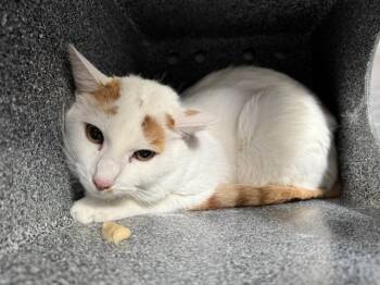 Domestic Short Hair Cats Available for Adoption in Pueblo, Colorado - ARANEA IN THE BARN | PetCurious