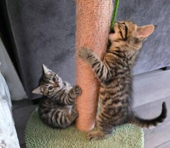 Rescue Domestic Short Hair Cats for Adoption in Philadelphia, Pennsylvania - Apollo | PetCurious