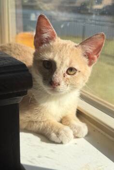 Rescue Domestic Short Hair Cats for Adoption in Mustang, Oklahoma - Sadie | PetCurious
