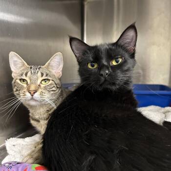 Rescue Domestic Short Hair Cats for Adoption in La Grange Park, Illinois - Harper & Louann (Bonded) | PetCurious