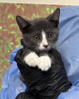 MANTIS -  Domestic Short Hair Cat for Adoption in San Antonio, Texas - MANTIS | PetCurious