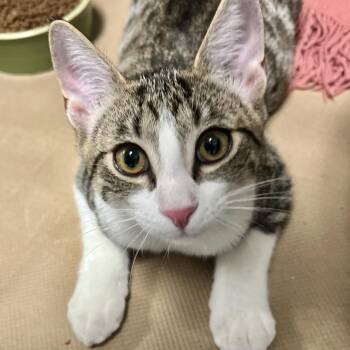 Domestic Short Hair Cats Available for Adoption in Wantagh, New York - Binx | PetCurious