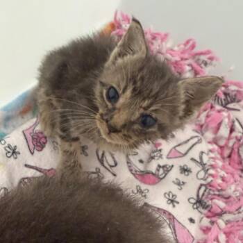 George 3827 -  Domestic Short Hair Cat for Adoption in Columbus, Georgia - George 3827 | PetCurious