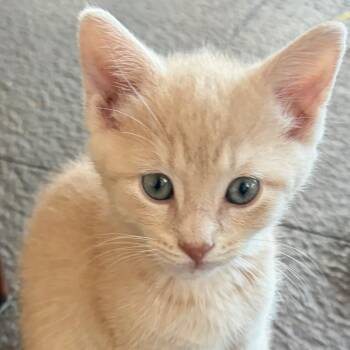 Hawk -  Domestic Short Hair Cat for Adoption in Evansville, Indiana - Hawk | PetCurious