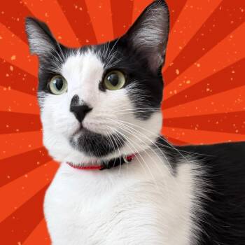 Danny -  Tuxedo Cat for Adoption in Laguna Woods, California - Danny | PetCurious