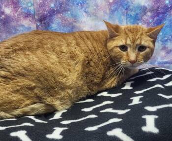 Domestic Short Hair Cats Available for Adoption in Washington Court House, Ohio - Butter | PetCurious