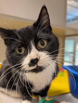 Domestic Short Hair Cats Available for Adoption - Kinzley | PetCurious