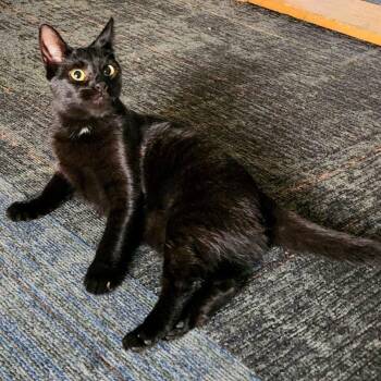 Rescue Domestic Short Hair Cats for Adoption in Oswego, New York - Bridgett | PetCurious