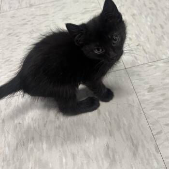 Emily -  Domestic Short Hair Cat for Adoption in Binghamton, New York - Emily | PetCurious