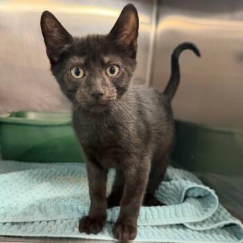 Dictionary -  Domestic Short Hair Cat for Adoption in Wilmington, Delaware - Dictionary | PetCurious