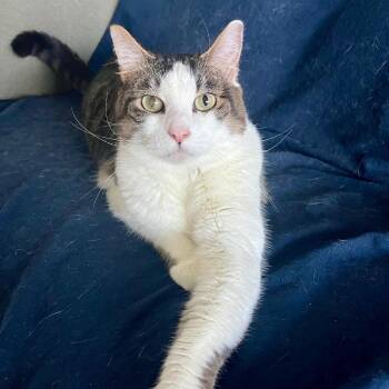 Pilot -  Domestic Short Hair Cat for Adoption in Boston, Massachusetts - Pilot | PetCurious