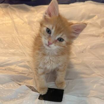 Miso Block -  Domestic Medium Hair and Tabby Cat for Adoption in Morrison, Colorado - Miso Block | PetCurious
