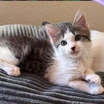 Princess Donut -  Domestic Medium Hair Cat for Adoption in Orangevale, California - Princess Donut | PetCurious