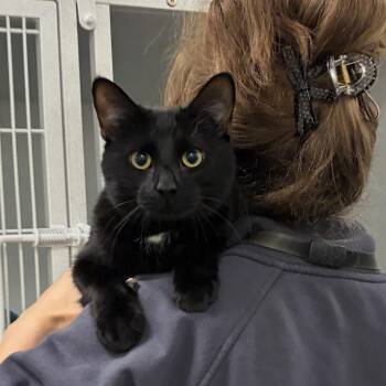 Sonic -  Domestic Short Hair Cat for Adoption in Dover, New Hampshire - Sonic | PetCurious