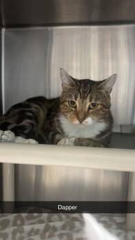 Dapper -  Domestic Short Hair Cat for Adoption in Georgetown, South Carolina - Dapper | PetCurious