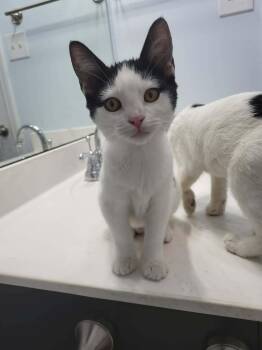 Rescue Domestic Short Hair Cats for Adoption in Park Row, Texas - Jersey | PetCurious