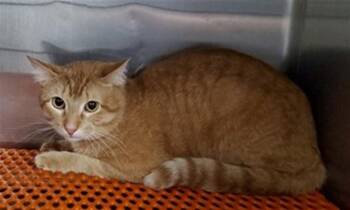 Domestic Short Hair Cats Available for Adoption in Aurora, Illinois - SUN | PetCurious