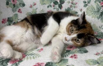 260634  Charity -  Domestic Medium Hair Cat for Adoption in Wetumpka, Alabama - 260634  Charity | PetCurious