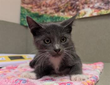 SPIKE -  Domestic Short Hair Cat for Adoption in Moreno Valley, California - SPIKE | PetCurious