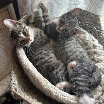Parker & Blair -  Domestic Short Hair Cat for Adoption in Indianapolis, Indiana - Parker & Blair | PetCurious