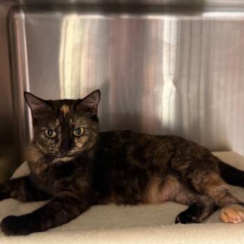 Marigold 7850 -  Domestic Short Hair Cat Available for Adoption in Hamilton, Georgia - Marigold 7850 | PetCurious