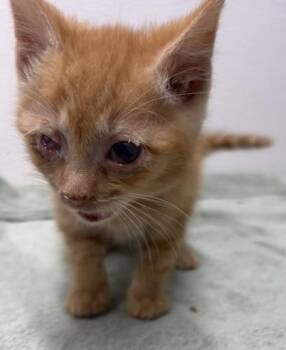 Angelo -  Domestic Short Hair Cat for Adoption in West Chester, Pennsylvania - Angelo | PetCurious