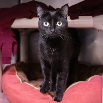 Sabrina -  Domestic Short Hair Cat Available for Adoption in Mentor, Ohio - Sabrina | PetCurious