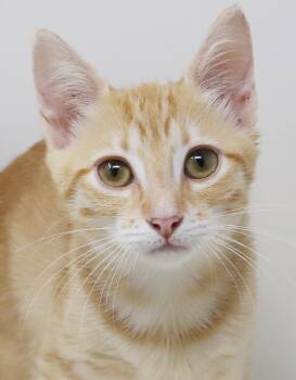 Rocky is an orange dream - RARE orange FEMALE - VIDEO - Epic swe -  Tabby and Bengal Cat for Adoption in Bedford Hills, New York - Rocky Is An Orange Dream - RARE Orange FEMALE - VIDEO - Epic Swe | PetCurious